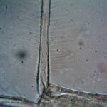 Are Nanosatellite Scientific Observations the Best Way Forward?